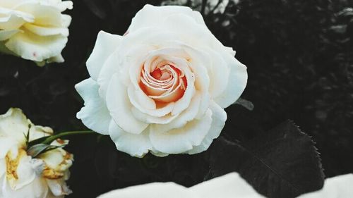 Close-up of rose blooming outdoors