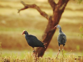 Close-up of birds perching on a land