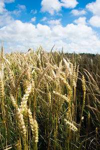 Close-up of wheat field