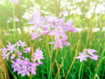 Close-up of pink flowers