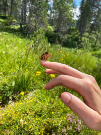 Butterfly love