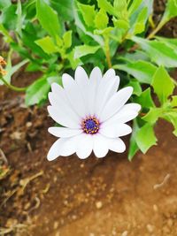 High angle view of white flower on field