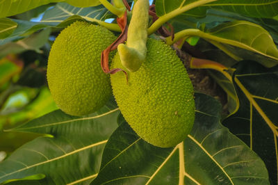 Close-up of fresh green fruit