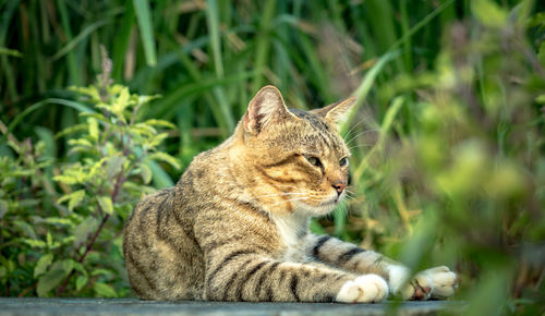 View of a cat looking away