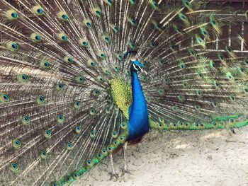 Close-up of peacock