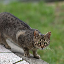 Close-up portrait of tabby cat