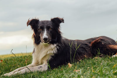 Portrait of dog sitting on field against sky