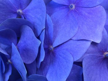 Close-up of purple flower