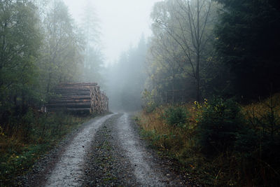 Road amidst trees in forest