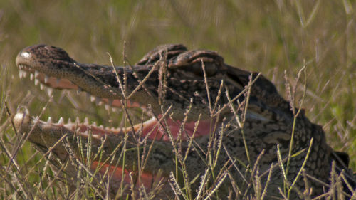 Close-up of lizard on field