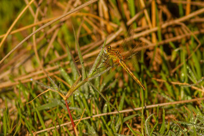 Close-up of insect on grass