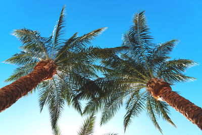 View from bottom at the palms at the sky, summer time, tropical resort, toned image