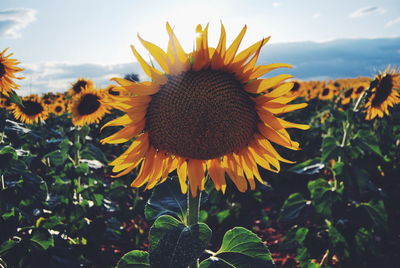 Close-up of sunflower