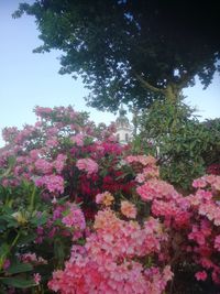 Low angle view of pink flowering plants