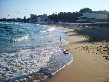 Seagulls on beach against clear sky