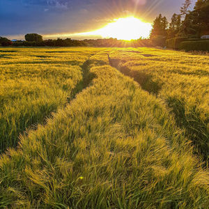 Scenic view of field against sky