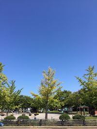 Trees in park against clear blue sky