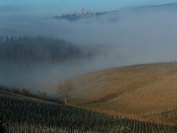 View of vineyard against cloudy sky during foggy weather