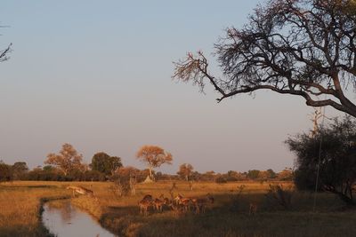 Scenic view of landscape against clear sky