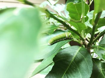 Close-up of insect on leaf