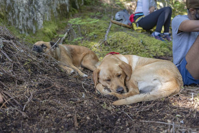 Dog relaxing on land