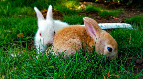 Rabbit resting in a field