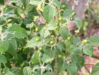 Close-up of berries growing on plant