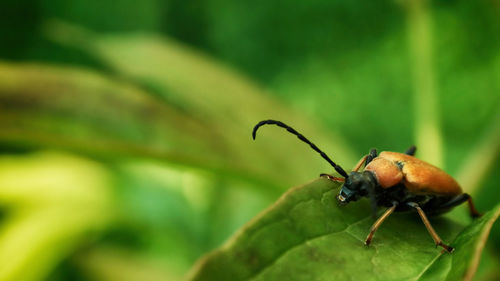 Close-up of insect on leaf
