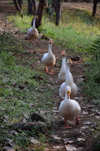 Ducks on field