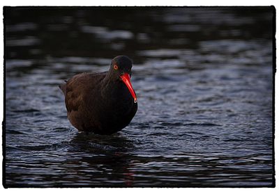 Duck swimming in lake