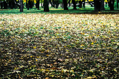 View of trees in forest