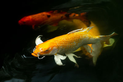 Close-up of fish swimming in sea