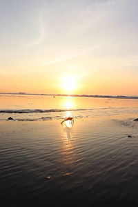 View of birds on beach during sunset