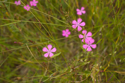 Close-up of purple cosmos flowers blooming on field