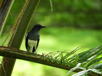 Close-up of bird perching on branch