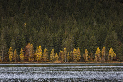 Pine trees by lake in forest during autumn