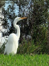 Swan on grass against trees