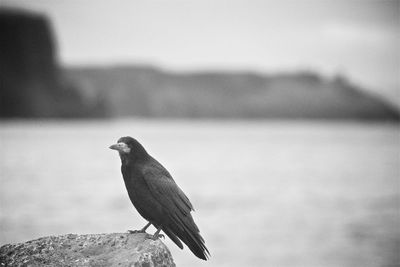 Close-up of crow perching on rock