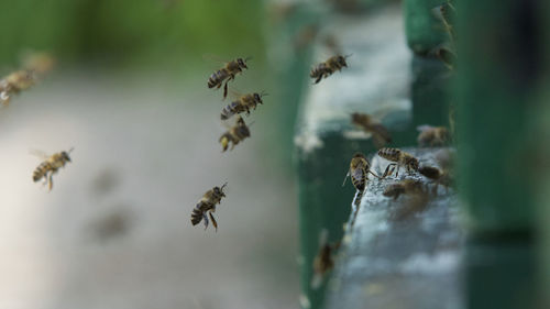 Close-up of flying bees 