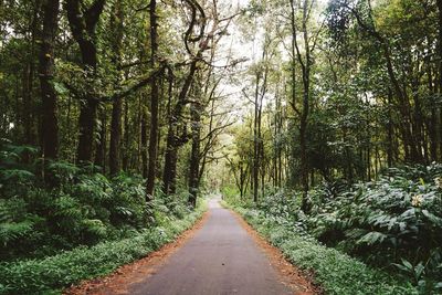 Empty road amidst trees in forest