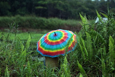 Person sitting under colorful umbrella amidst plants