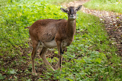Portrait of deer standing on field