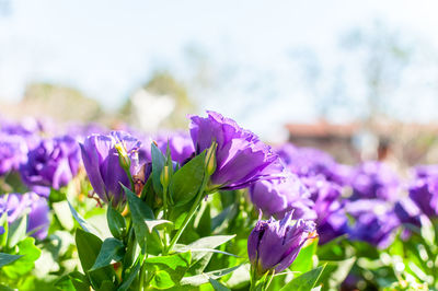 Close-up of purple crocus flowers