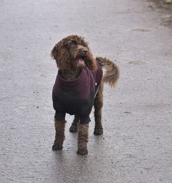 Dog sticking out tongue