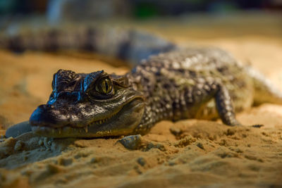 Close-up of lizard