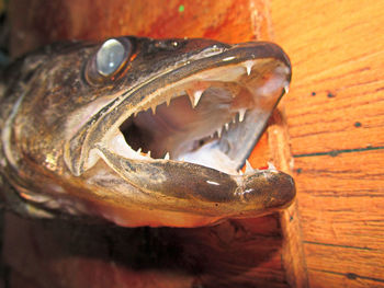 Close-up of a fish