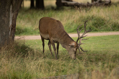 Deer grazing on green field