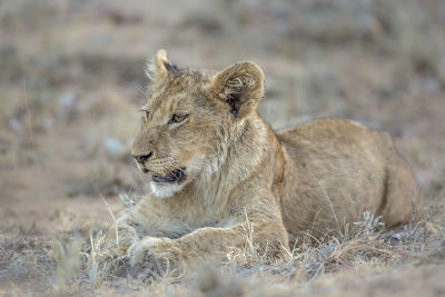 Lion cub in forest