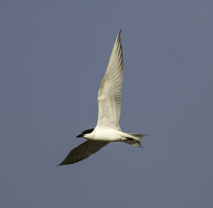 Low angle view of seagull flying against clear sky