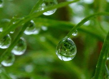 Close-up of water drops on leaf